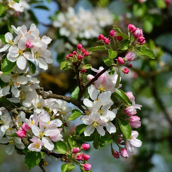 Rosa sportarmband för Apple Watch